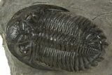Hollardops Trilobite Fossil - Orange Eye Facets In Left Eye #345172-1